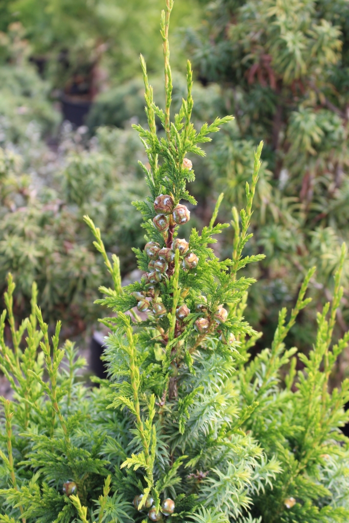 Cupressus vietnamensis