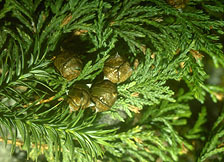 Cupressus vietnamensis