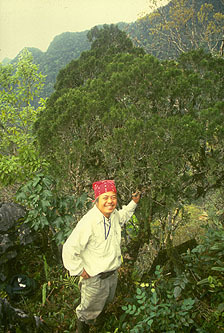 Cupressus vietnamensis