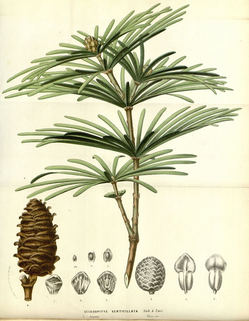 Sciadopitys verticillata