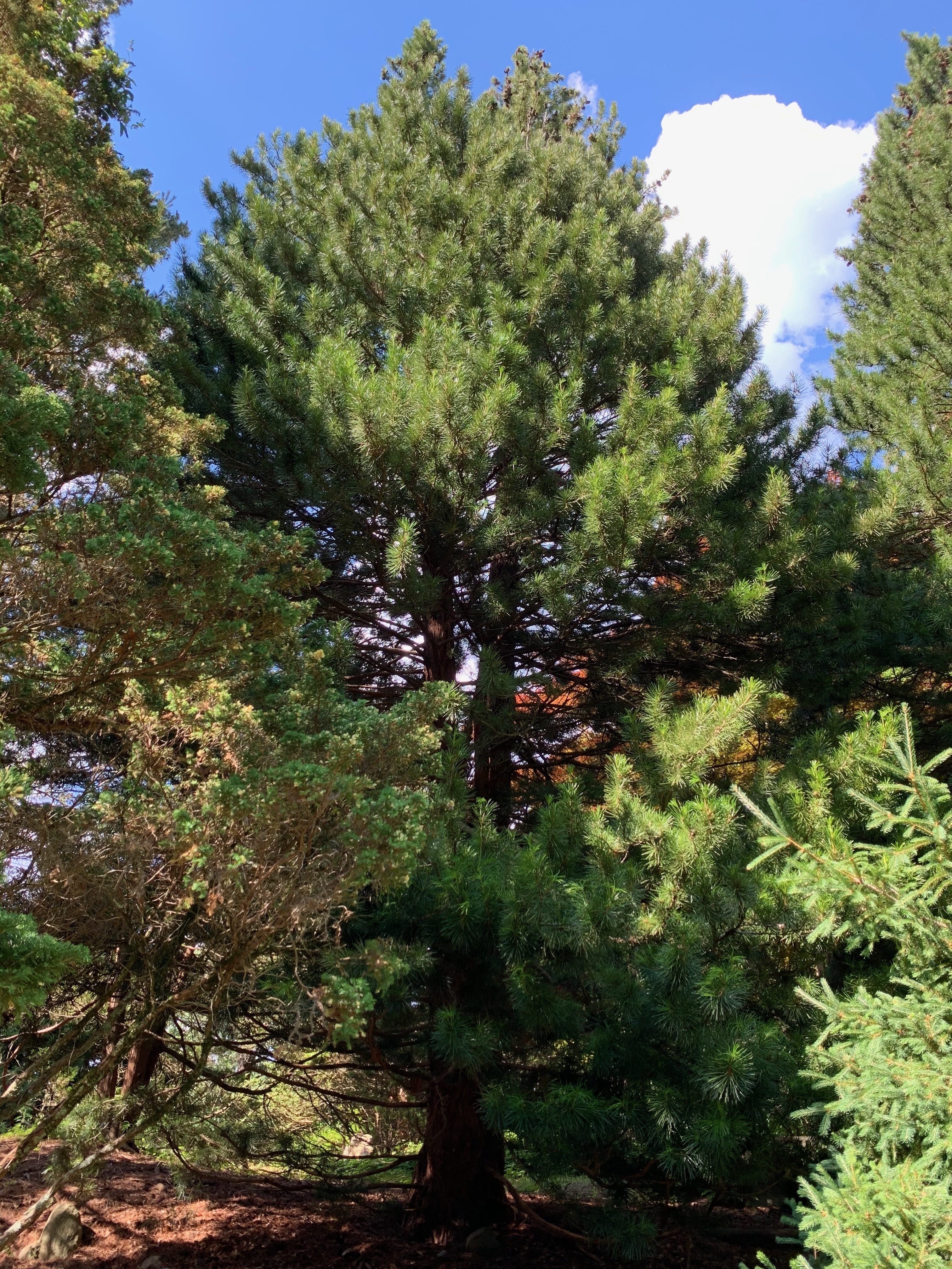 Sciadopitys verticillata