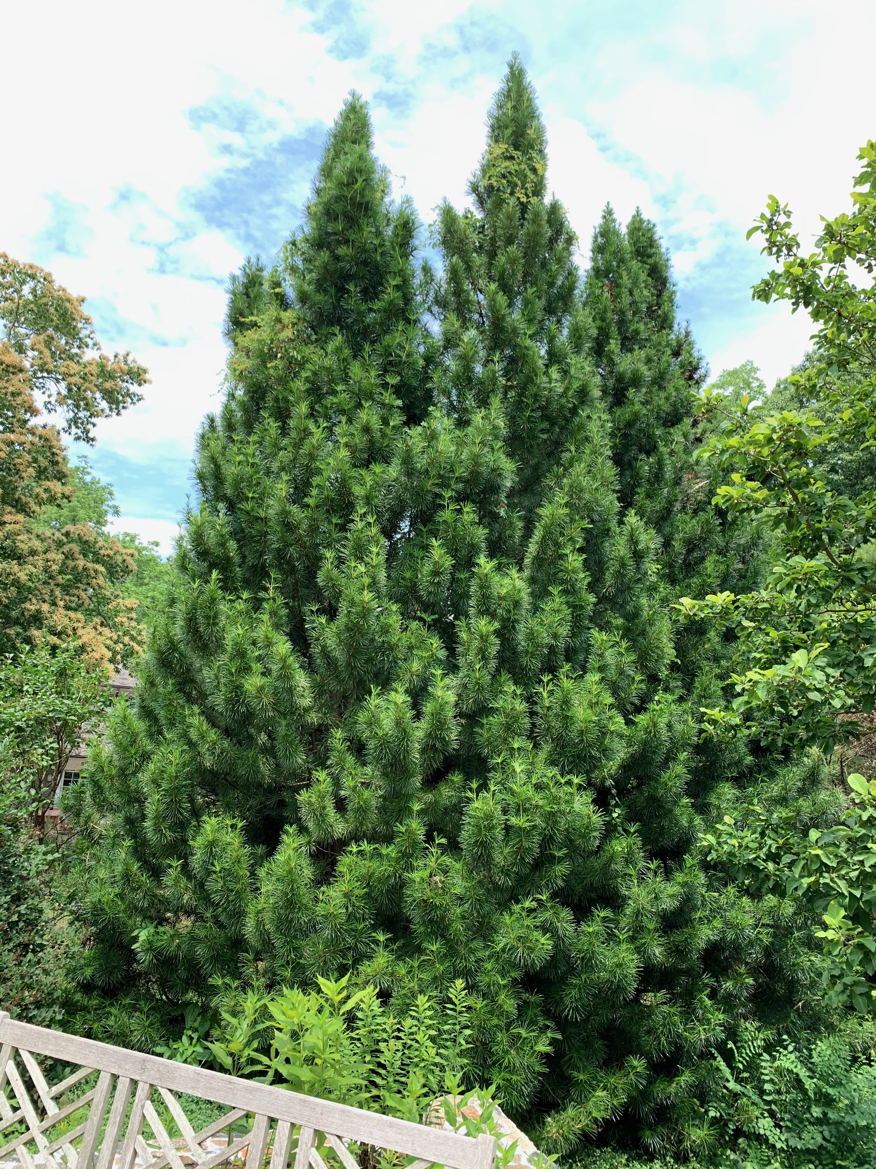 Sciadopitys verticillata
