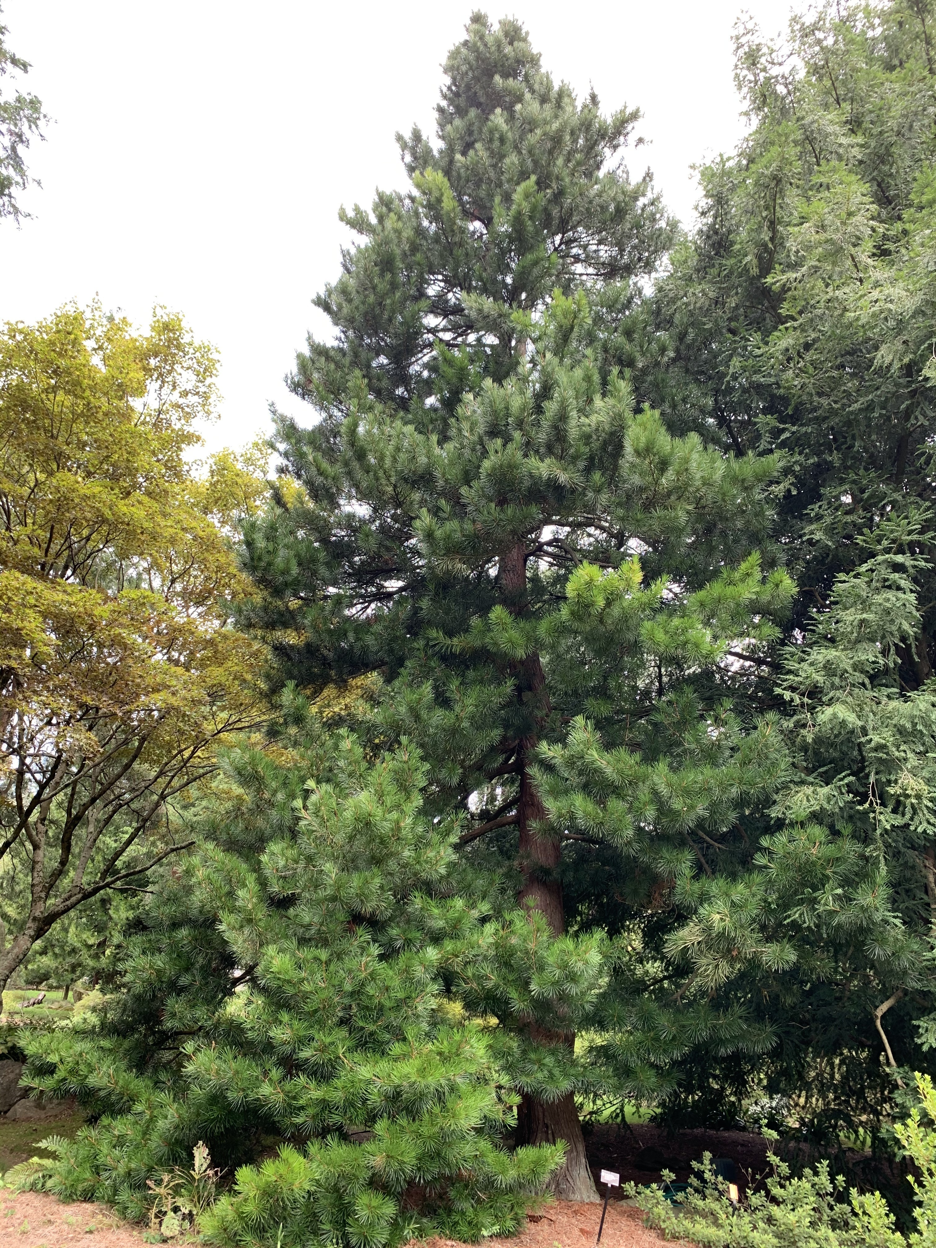 Sciadopitys verticillata