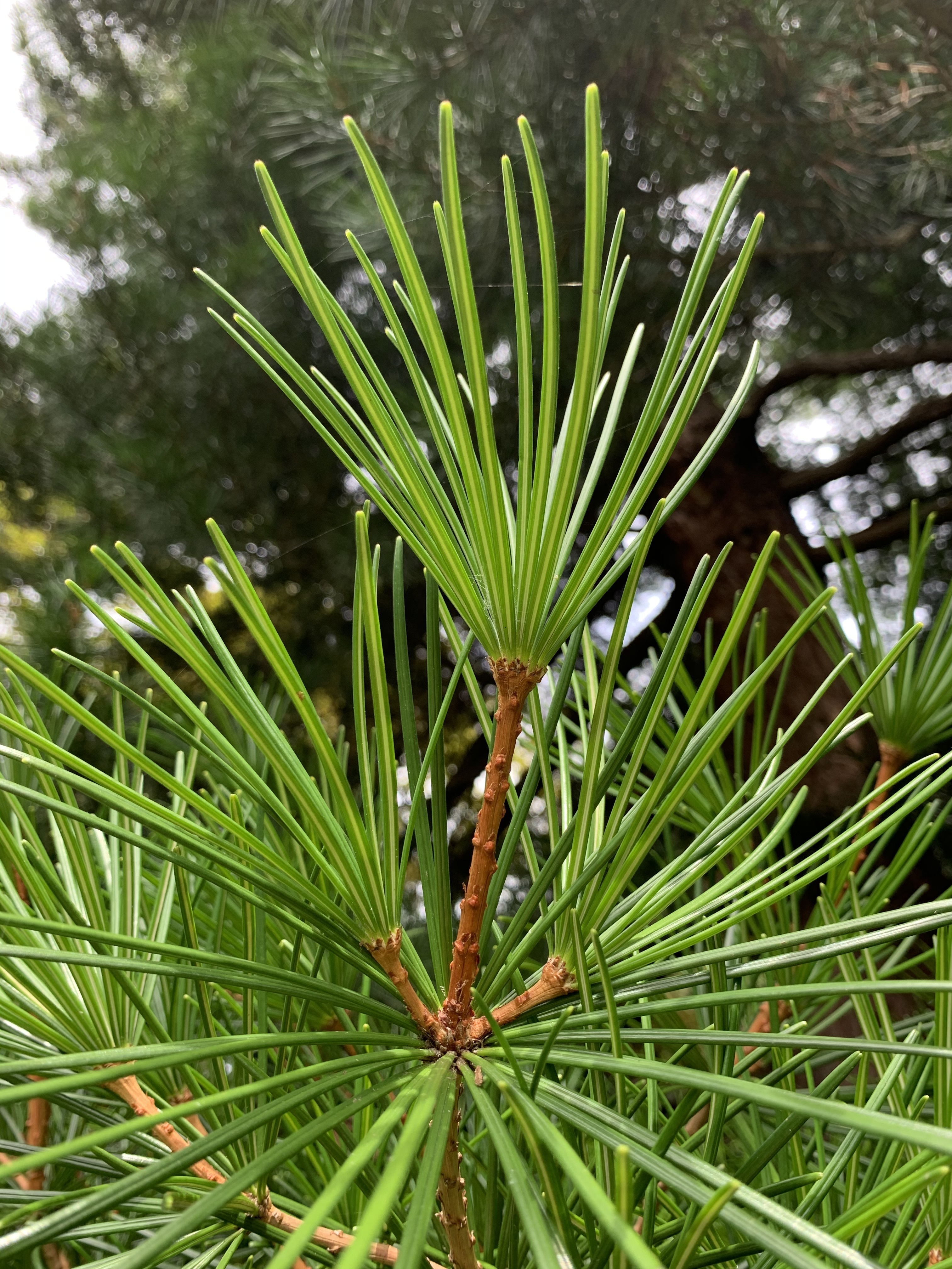 Sciadopitys verticillata