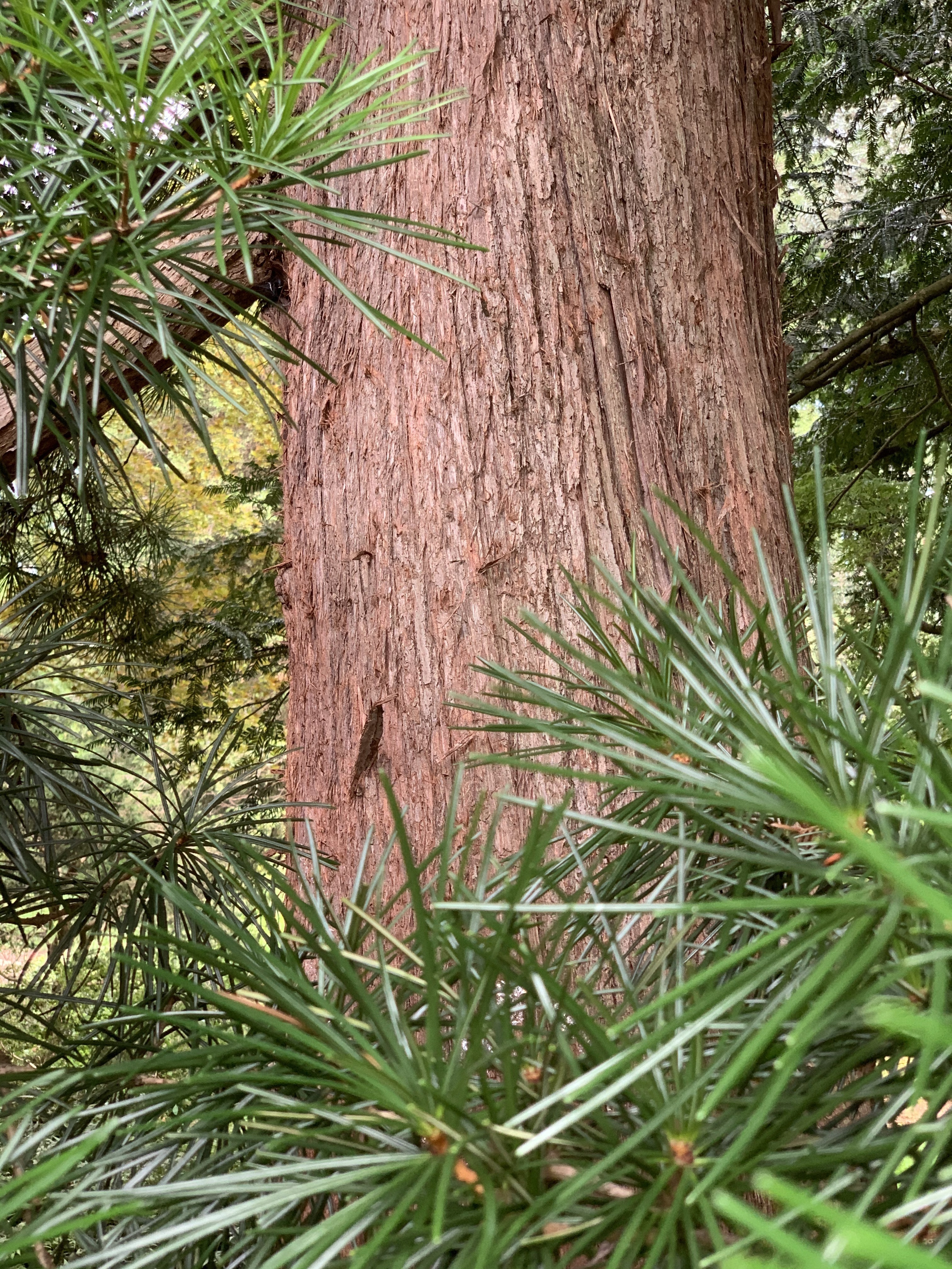 Sciadopitys verticillata
