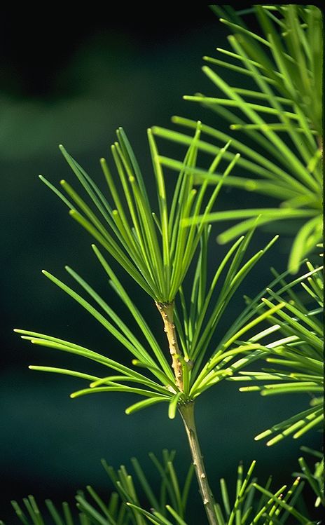 Sciadopitys verticillata