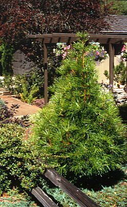 Sciadopitys verticillata