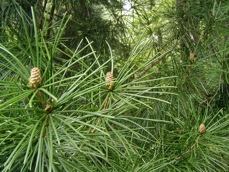 Sciadopitys verticillata