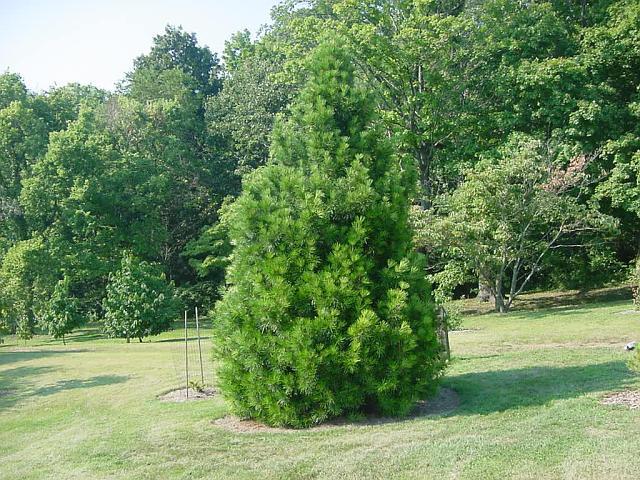 Sciadopitys verticillata