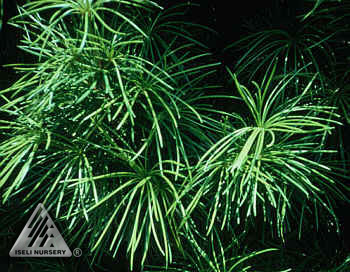 Sciadopitys verticillata