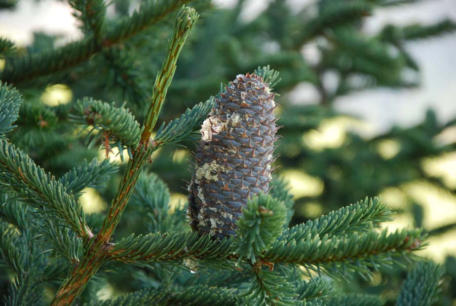 Abies vejarii