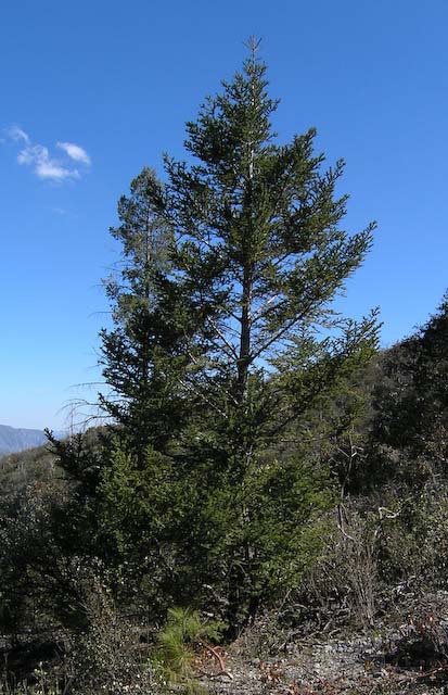 Abies vejarii