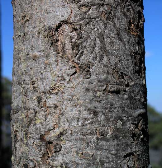 Abies vejarii
