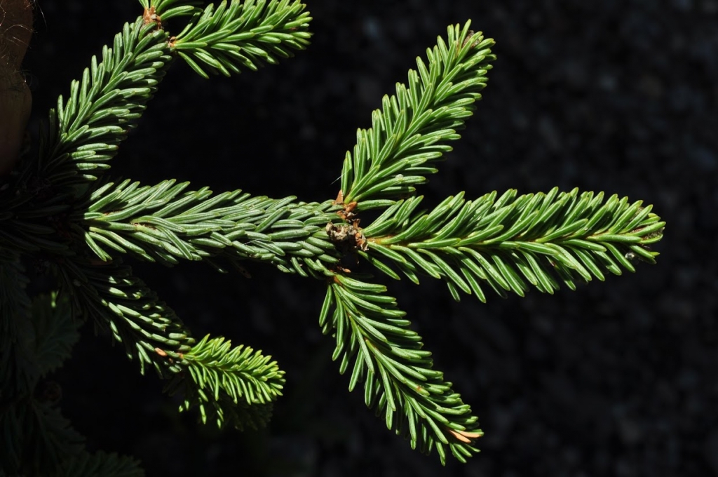 Abies vejarii