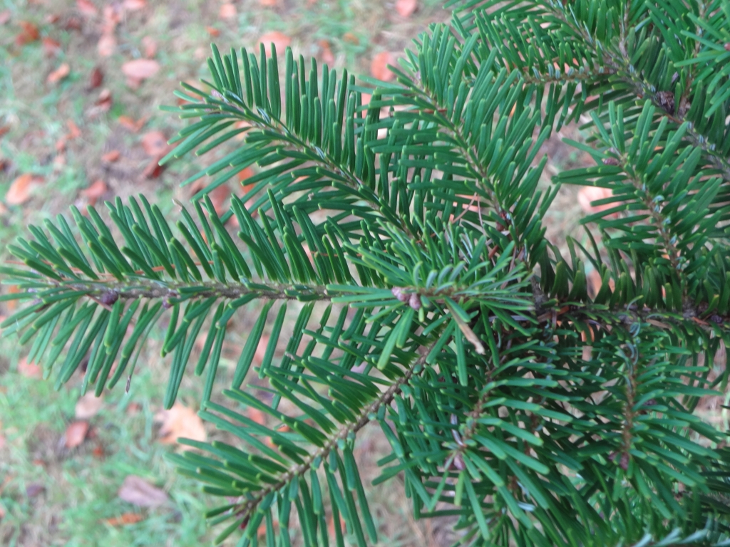 Abies veitchii