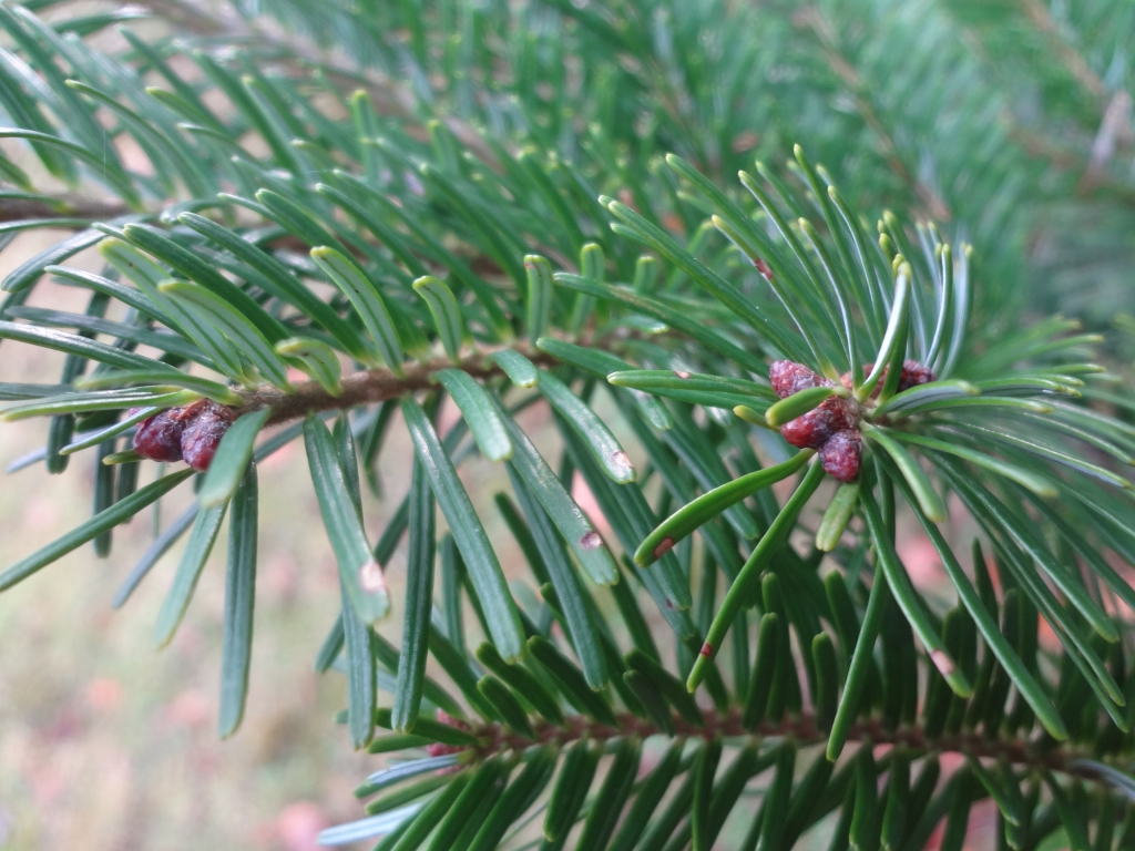 Abies veitchii
