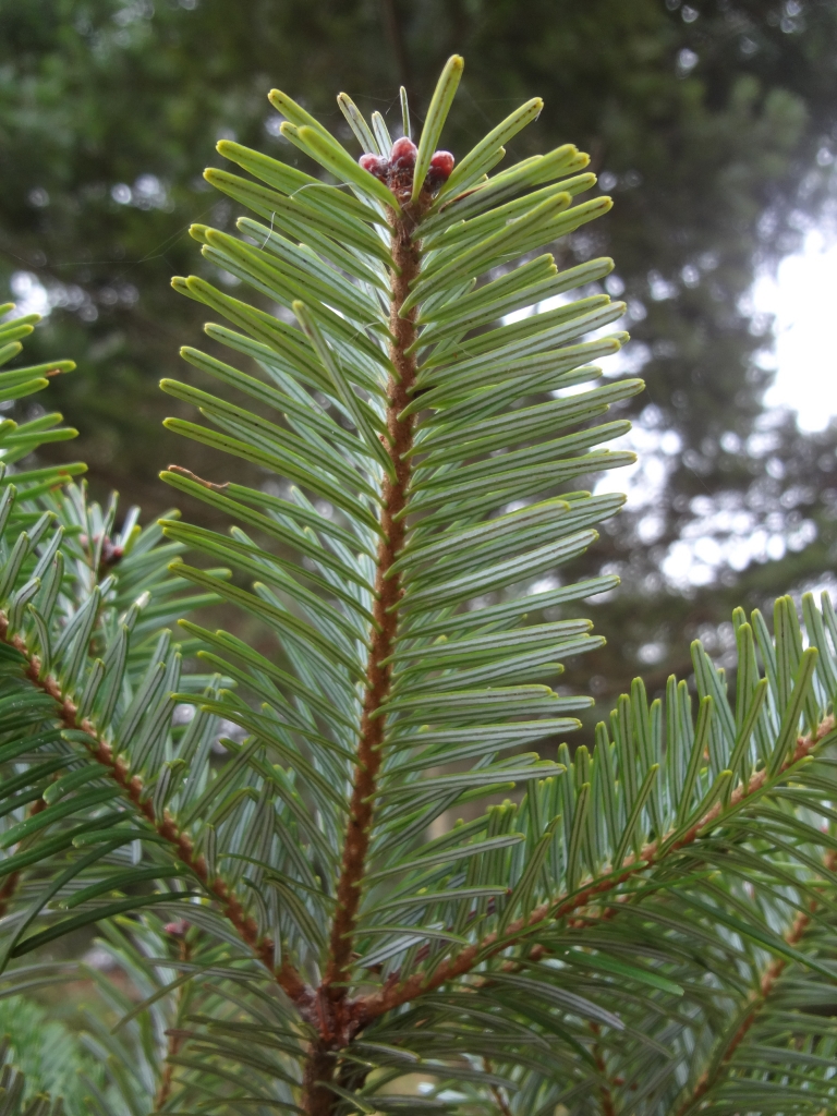 Abies veitchii