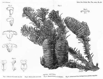 Abies veitchii