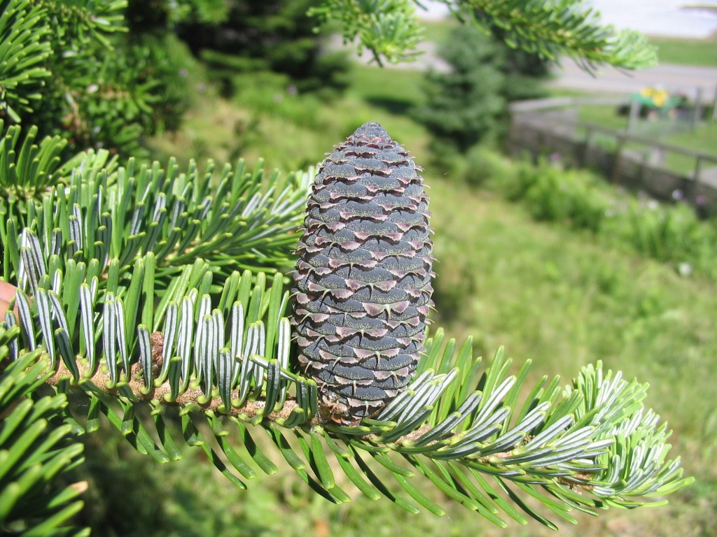 Abies veitchii