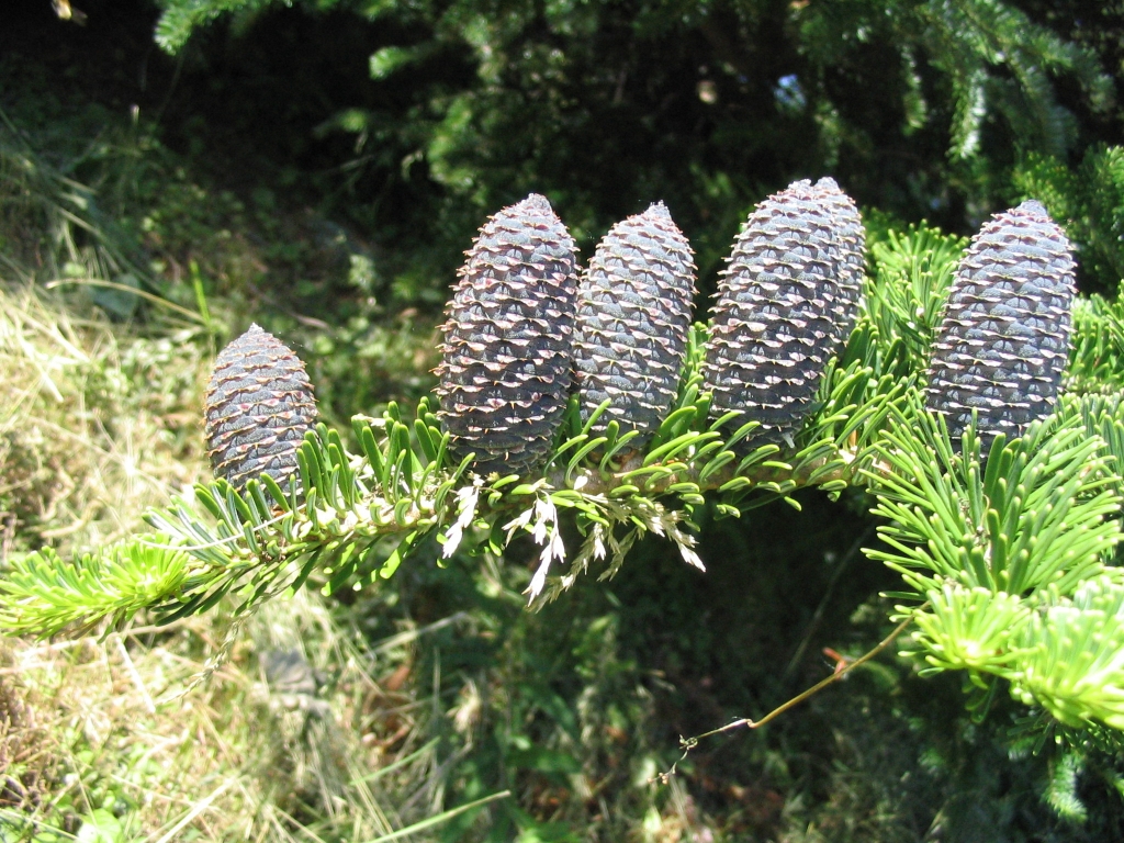 Abies veitchii
