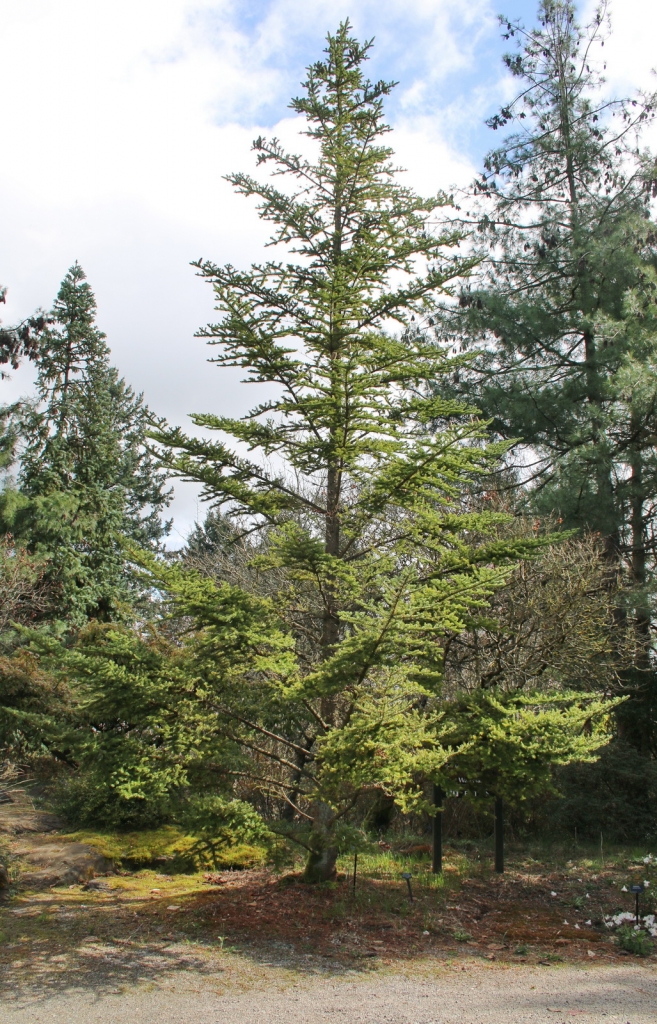Abies veitchii