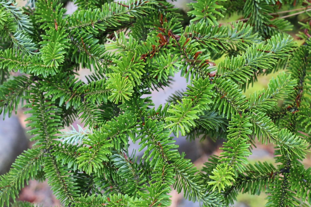 Abies veitchii