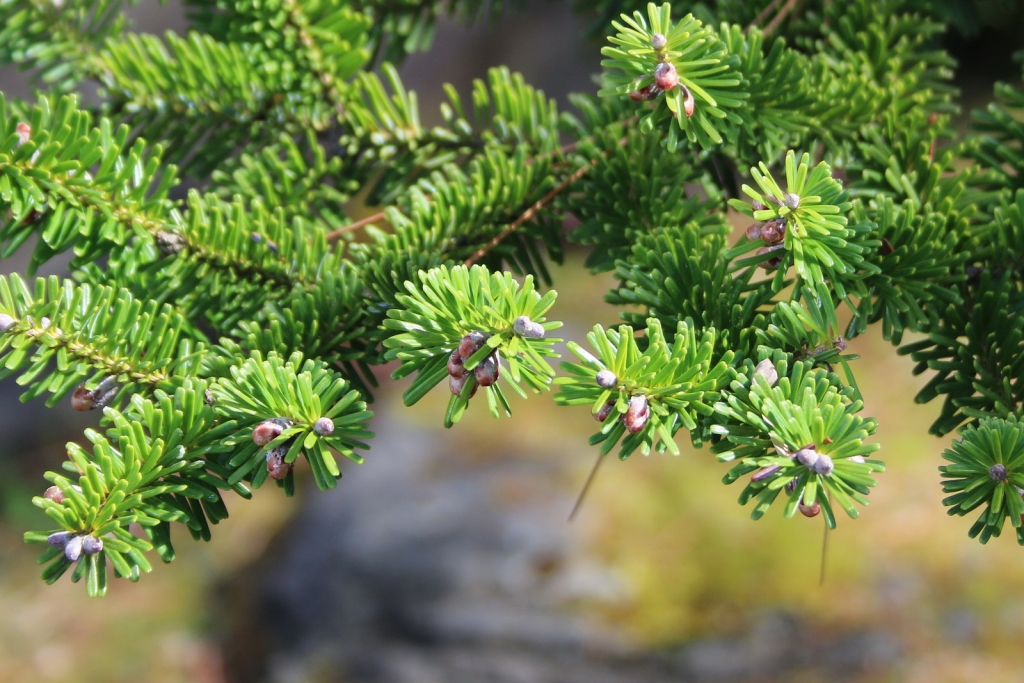 Abies veitchii