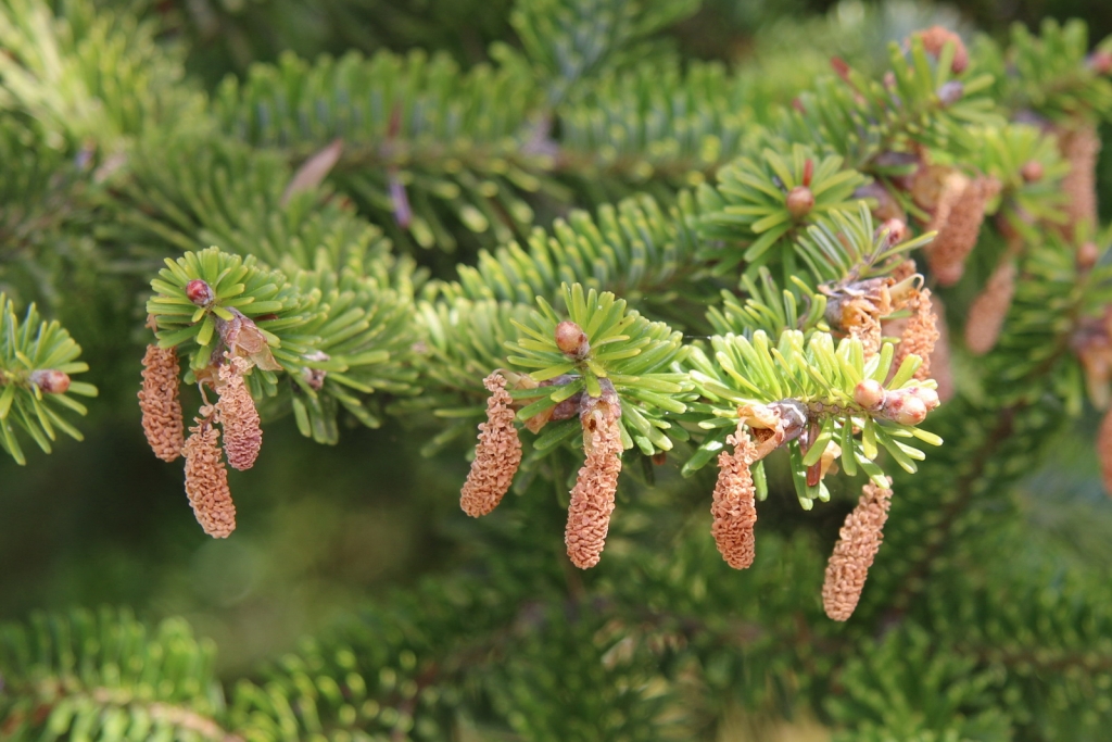 Abies veitchii