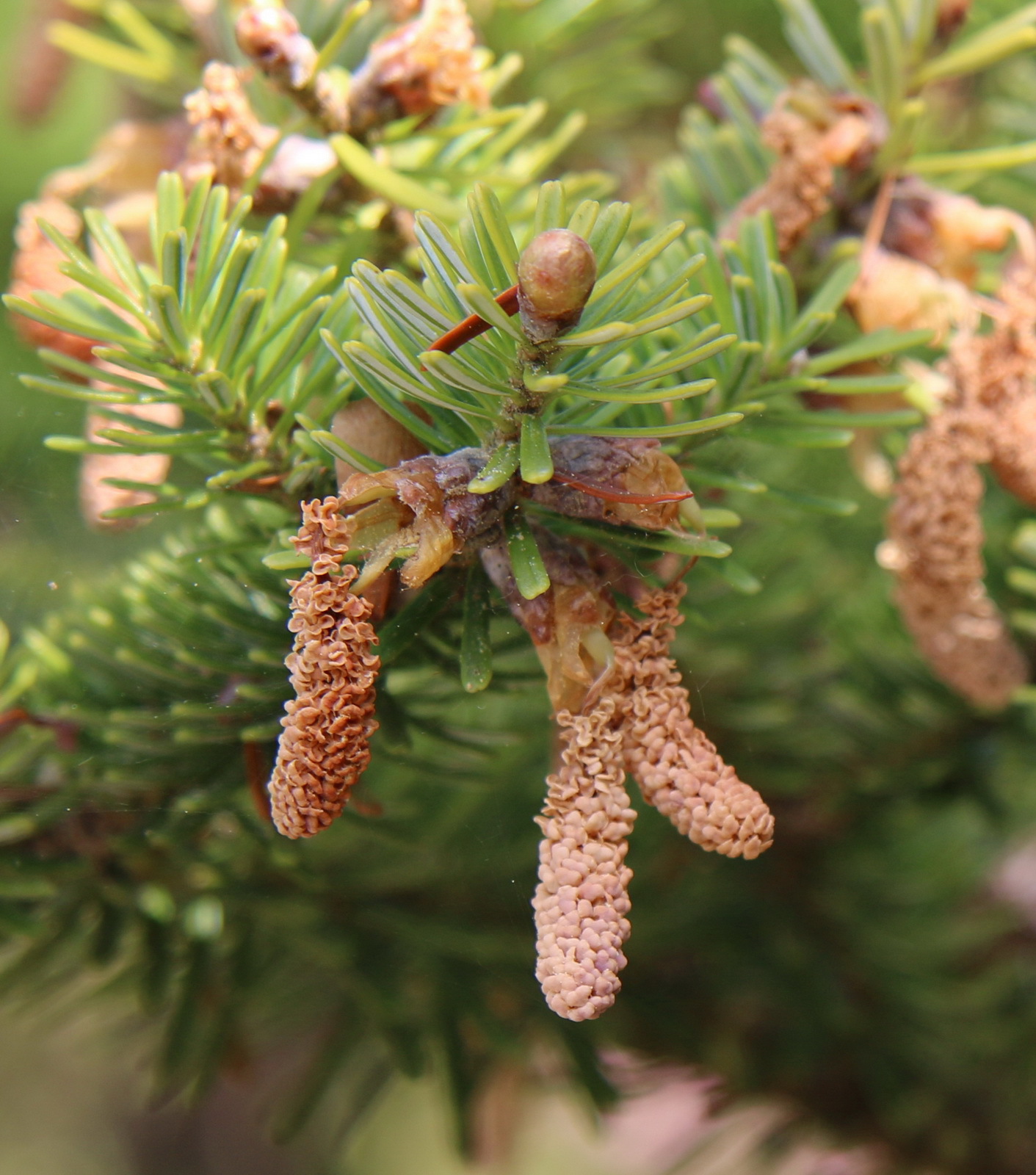 Abies veitchii