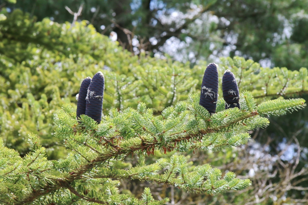 Abies veitchii