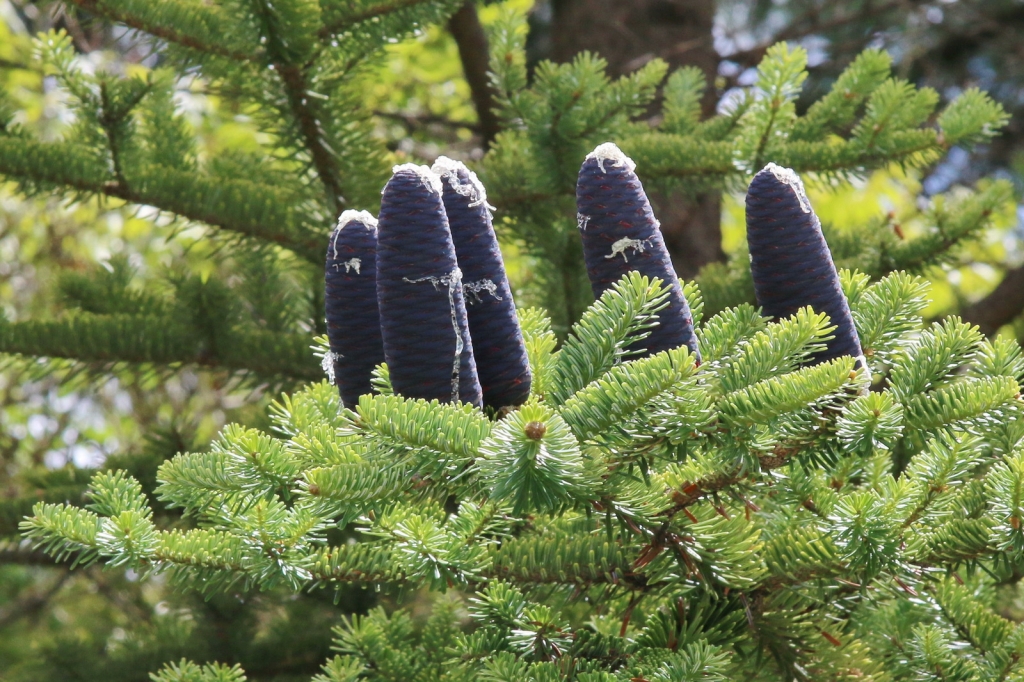 Abies veitchii