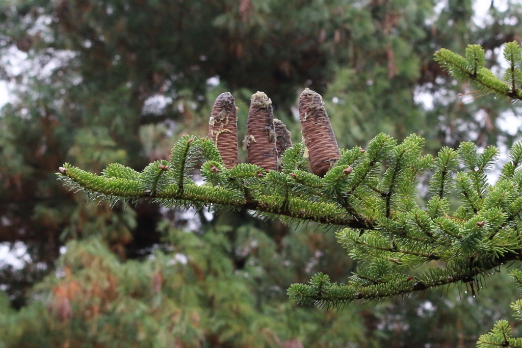 Abies veitchii