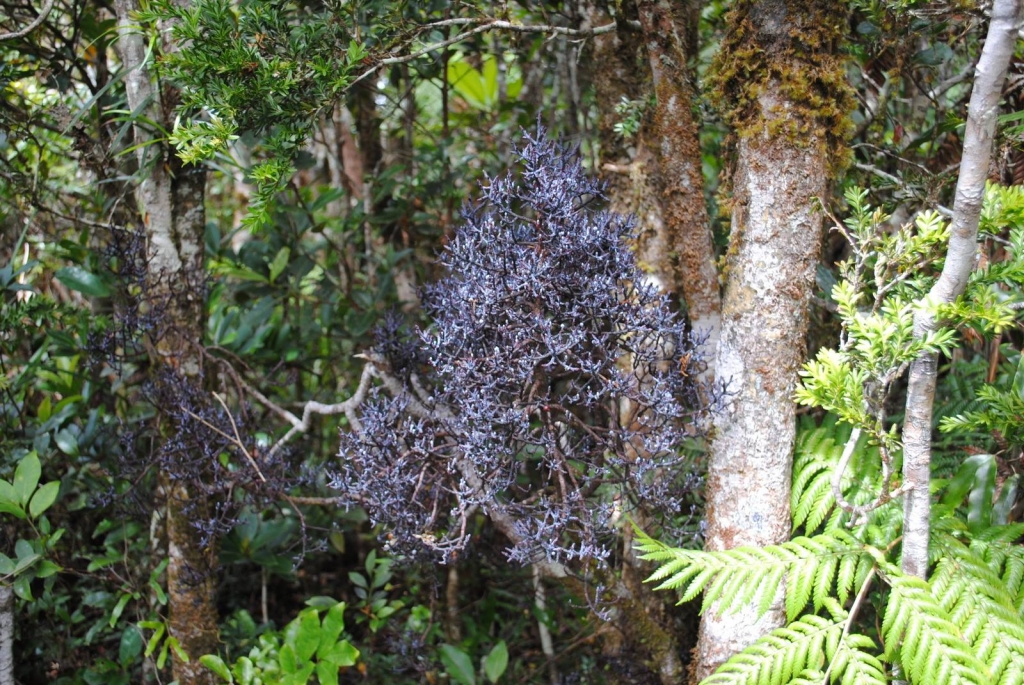 Parasitaxus usta