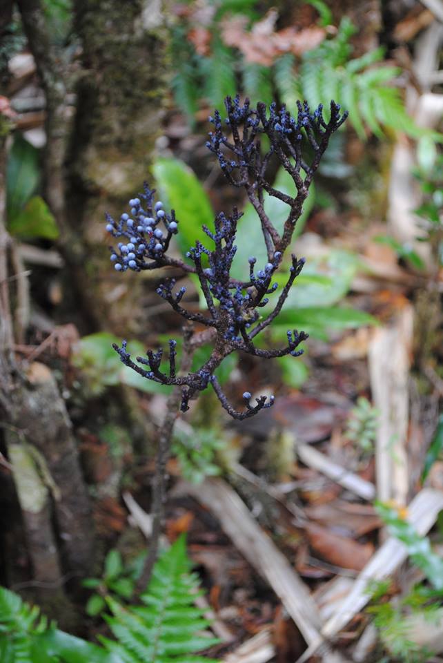 Parasitaxus usta
