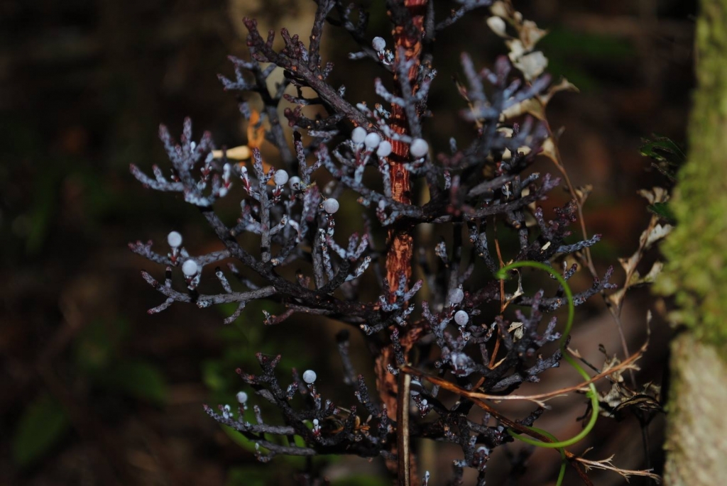 Parasitaxus usta