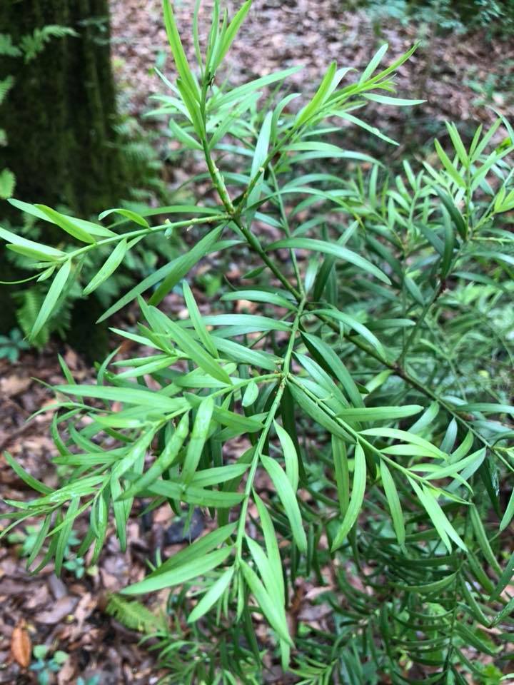 Afrocarpus usambarensis