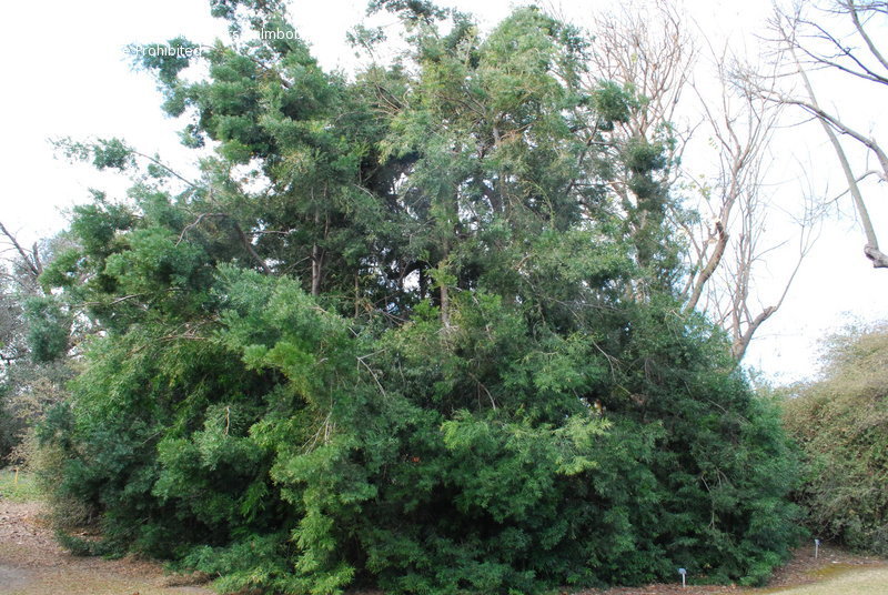 Afrocarpus usambarensis