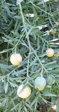 Afrocarpus usambarensis