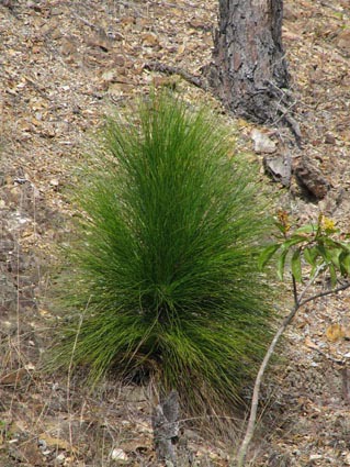 Pinus tropicalis