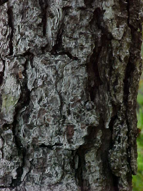Pinus tropicalis