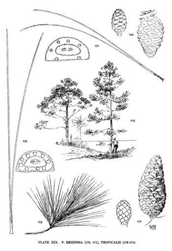 Pinus tropicalis
