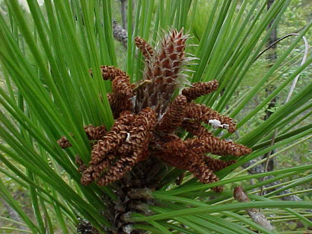 Pinus tropicalis