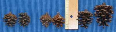 Pinus tropicalis