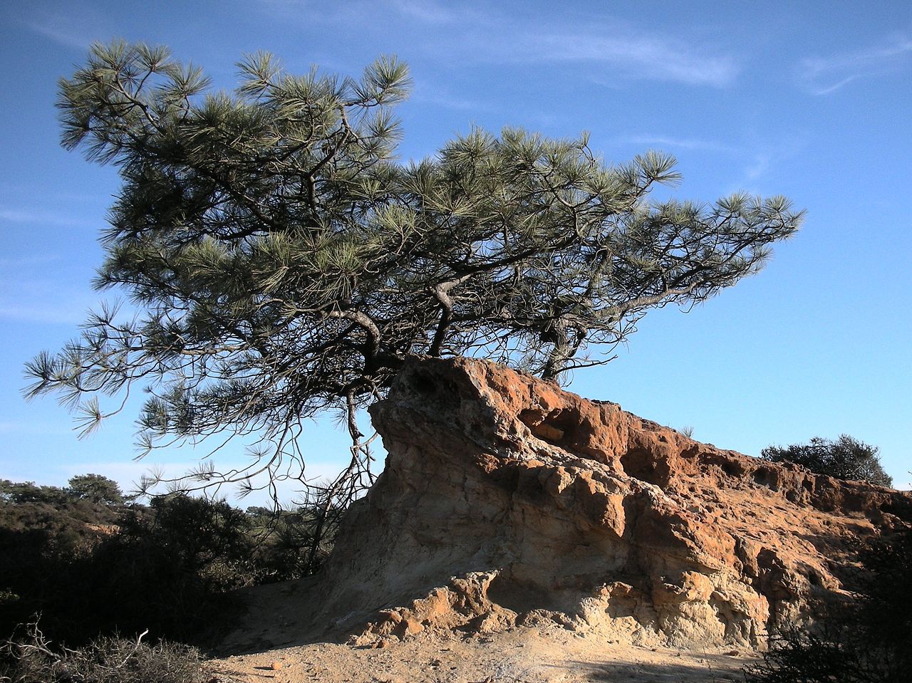 Pinus torreyana