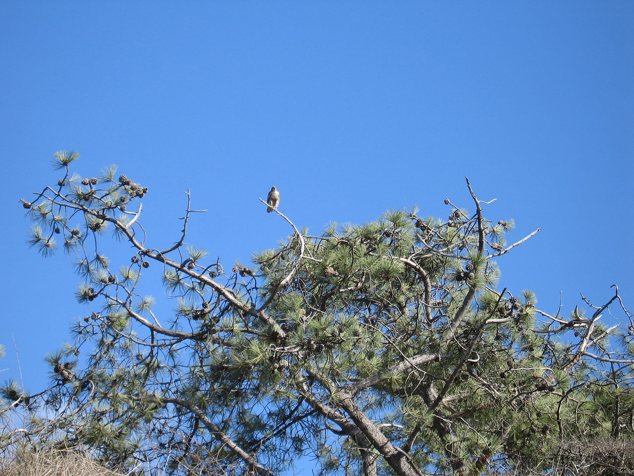 Pinus torreyana
