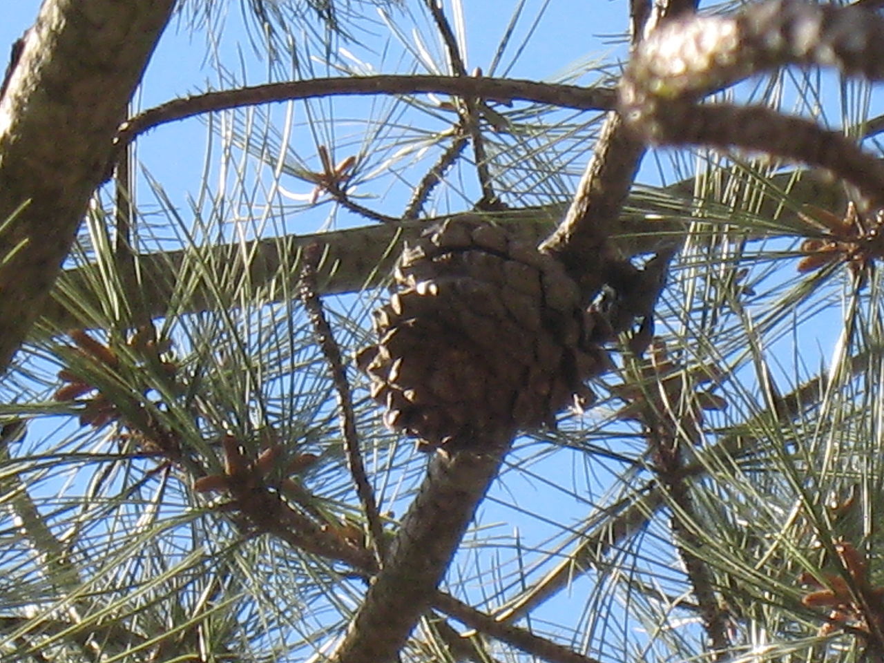 Pinus torreyana