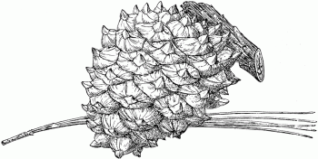Pinus torreyana