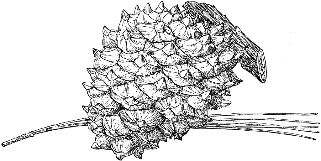 Pinus torreyana