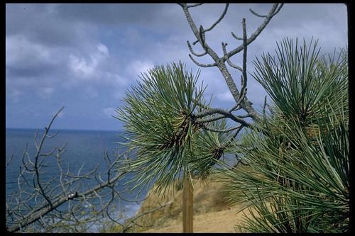 Pinus torreyana