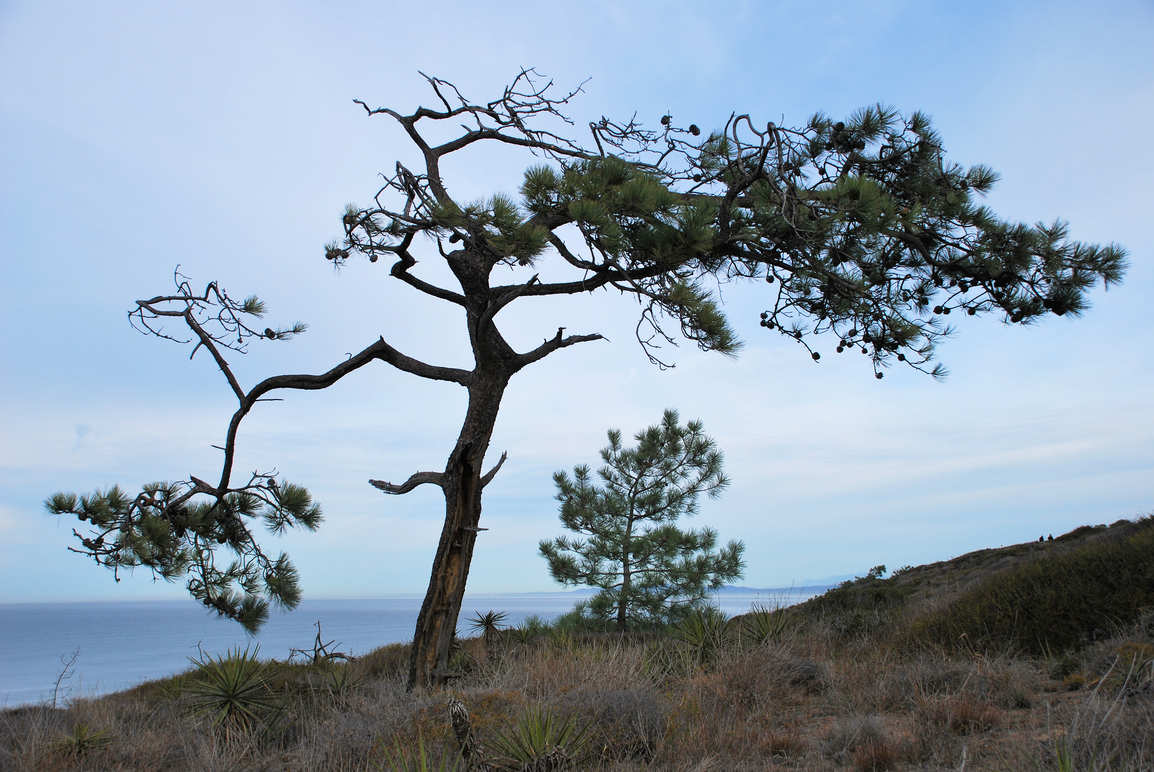 Pinus torreyana